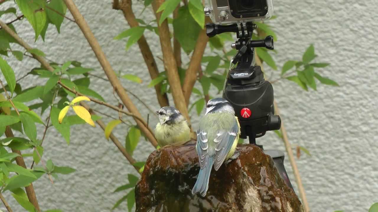 Auch Meisen lieben Technik