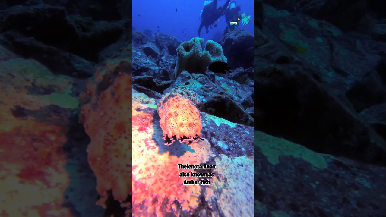 Thelenota Anax @ Amber fish . Sea Cucumber