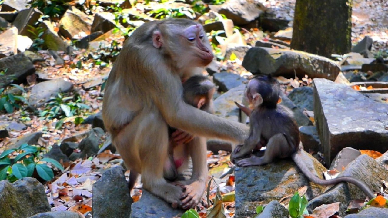 So Adorable 💛 Baby Bessie Talks and Plays With New Friend Lauy, | AmberTroop