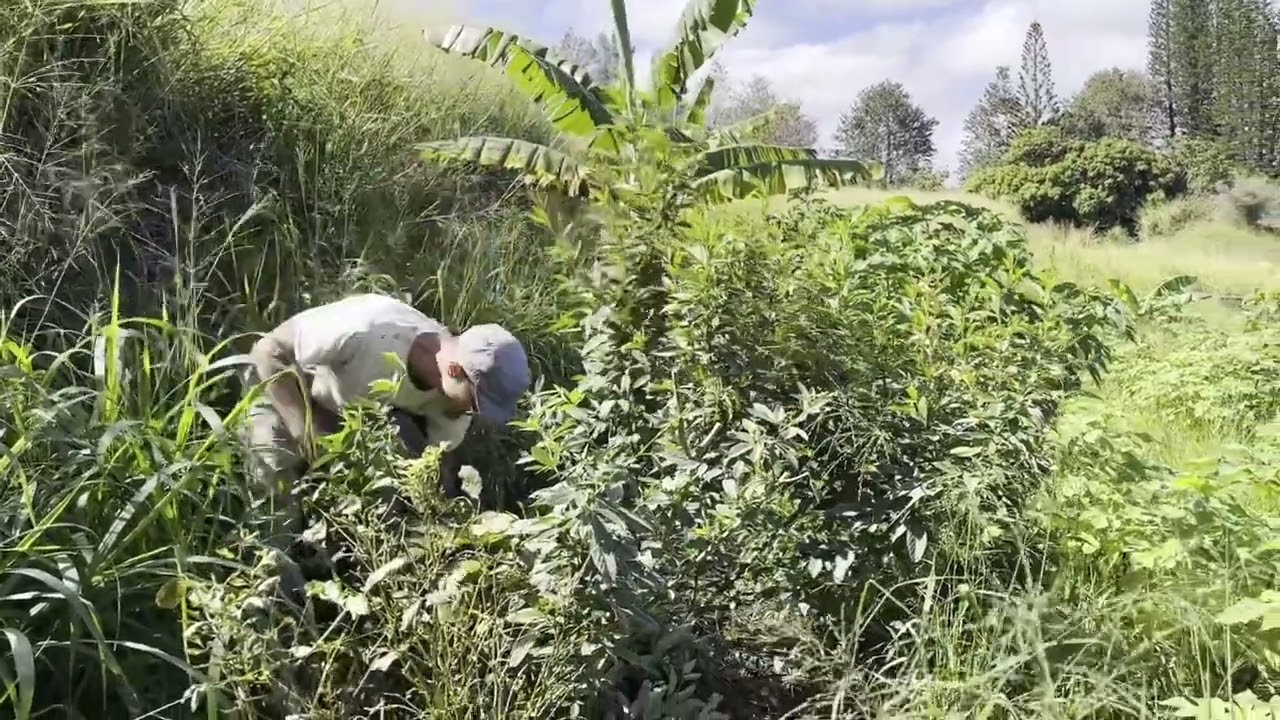 Pigeon Pea: a Fantastic Food Forest Plant