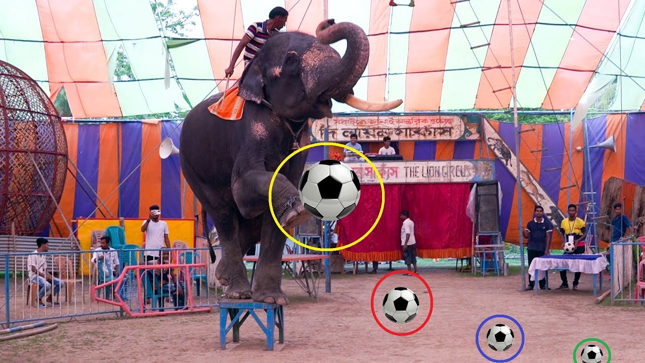 এই প্রথম হাতির ফুটবল এবং আচার্যজনক সব সার্কাস খেলা | এক সাথে অনেক গুলো সার্কাস খেলা | Amazing Circus