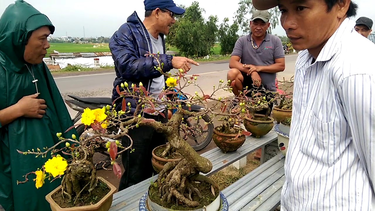Bất ngờ gi&aacute; những c&acirc;y mai Bonsai mini n&agrave;y - Bonsai Binh Dinh