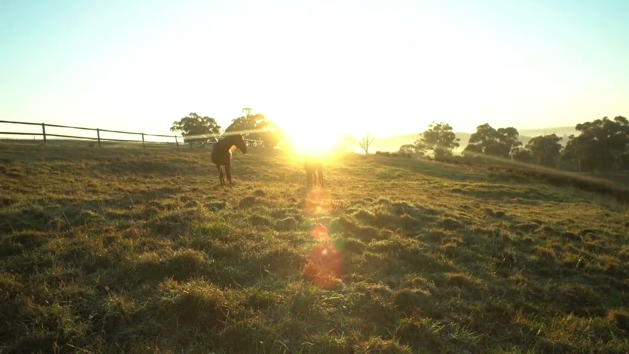 The Horse as Muse — learning to create and heal from presence, not pressure #healingthroughnature