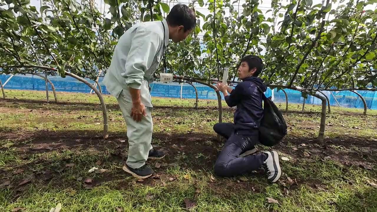 神奈川県農業技術センターの梨の研究を視察