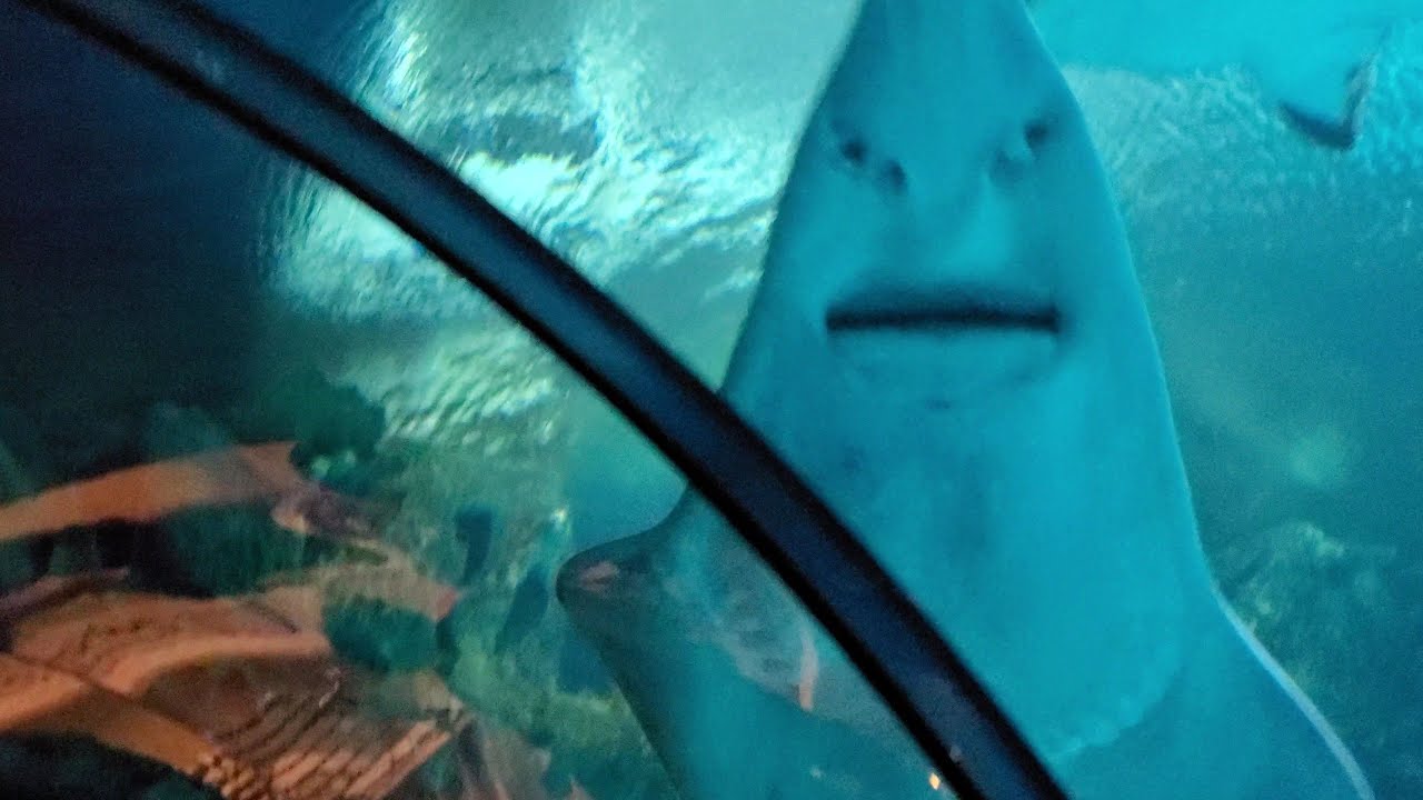 SHARK REEF AQUARIUM - Mandalay Bay Hotel - Las Vegas