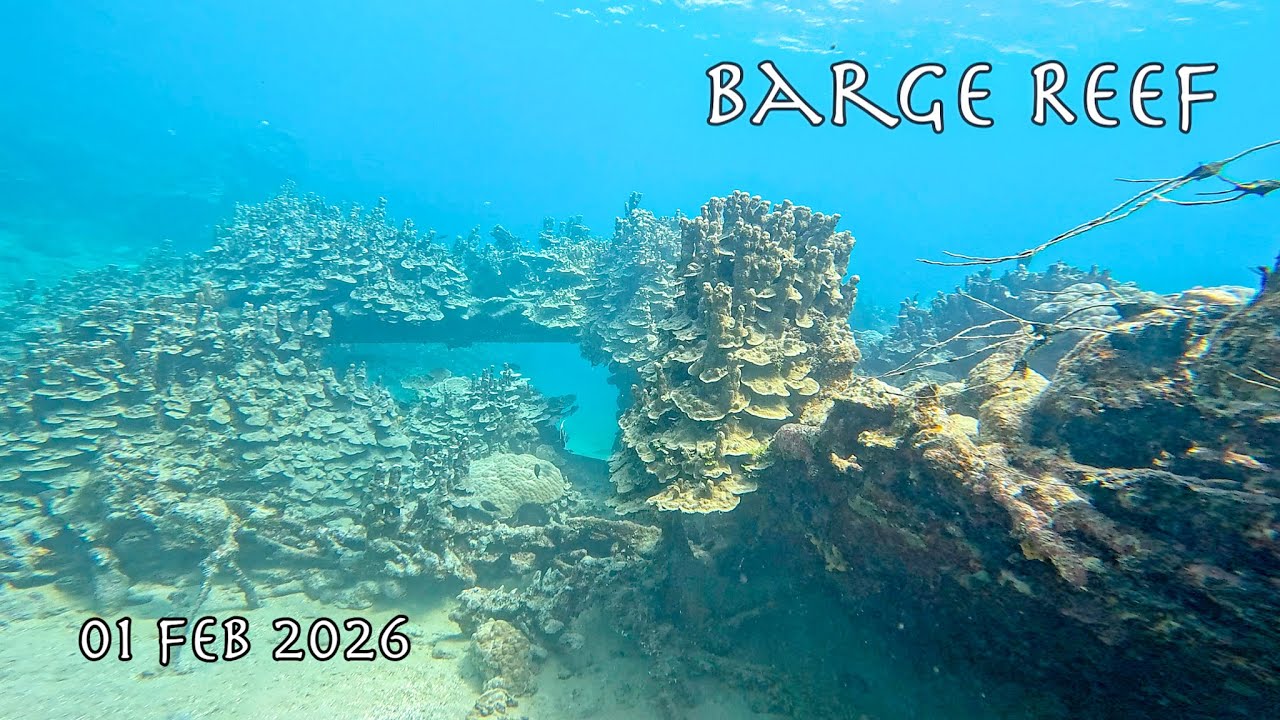 Barge Reef (01 Feb 2026)