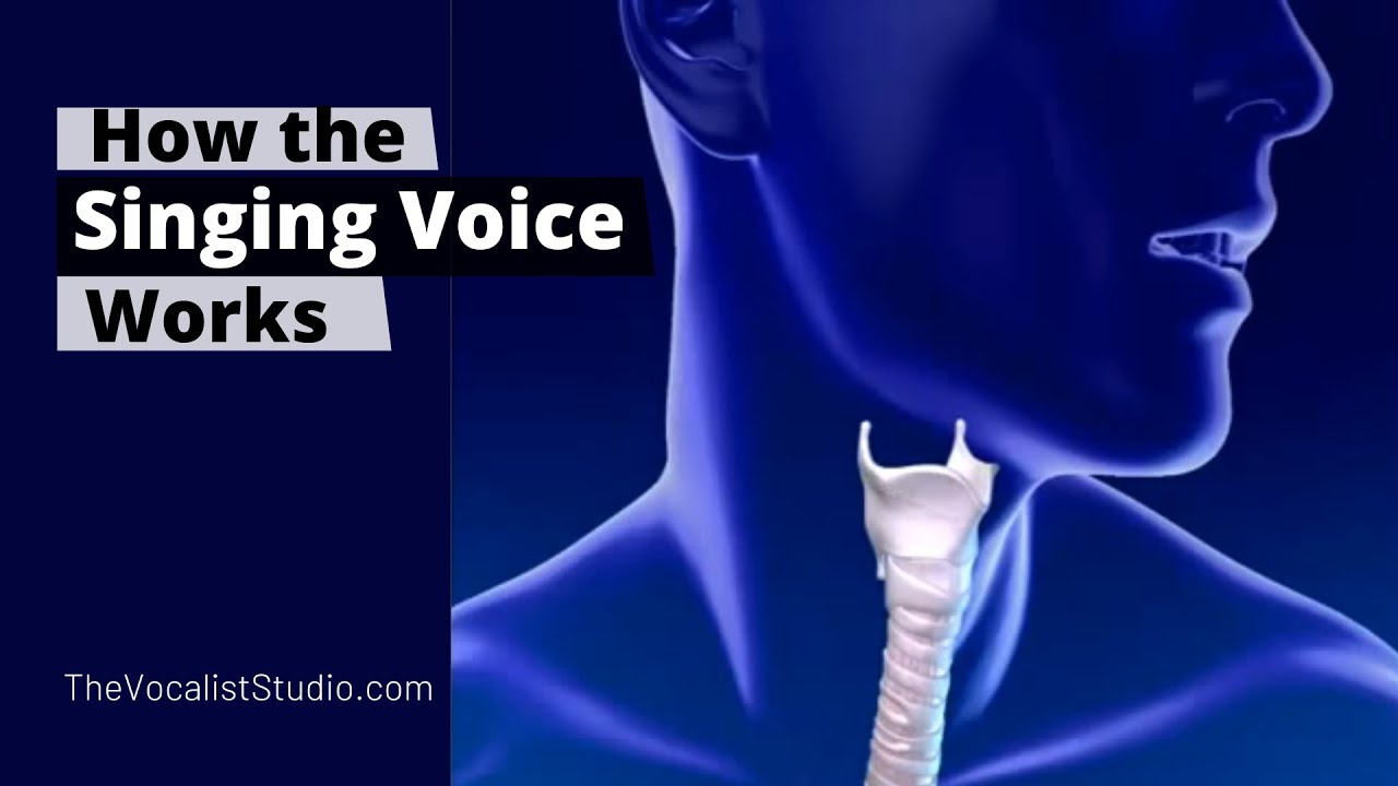 How the Singing Voice Works | Robert Lunte | The Vocalist Studio | Vocal Lessons