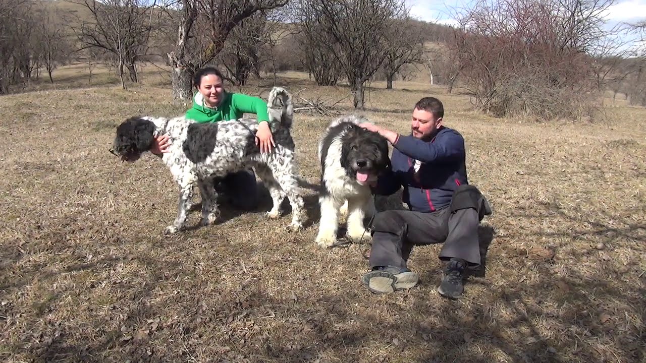 Nils si Kira o pereche frumoasa de ciobanesti mioritici