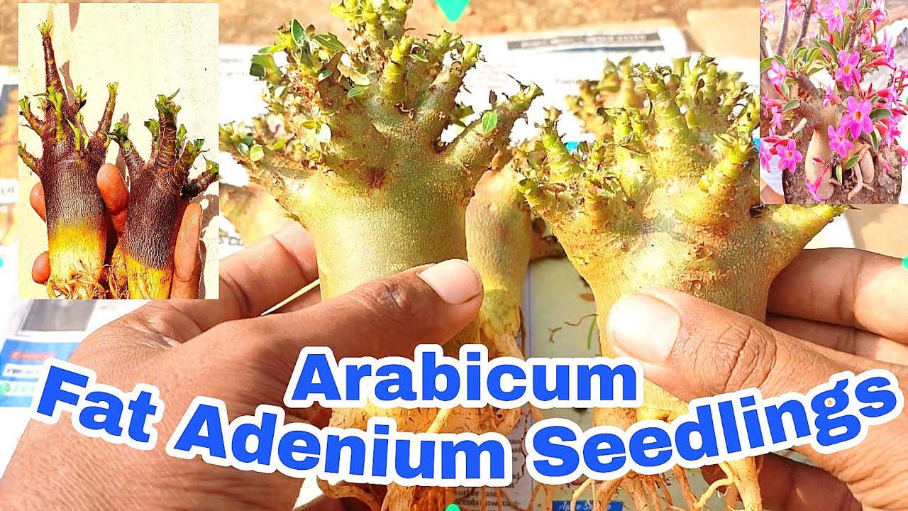 Super Fat Compact Arabicum identify & Packing.. Going new home