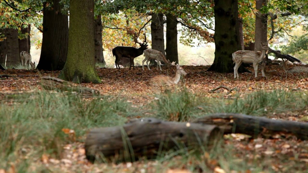 Wildlife in Richmond Park  Greater London