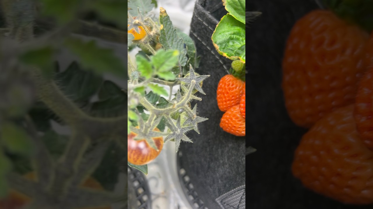 Sumo oranges x rainbow tomatoes x omakase x kirameki Japanese strawberries - 1 tent