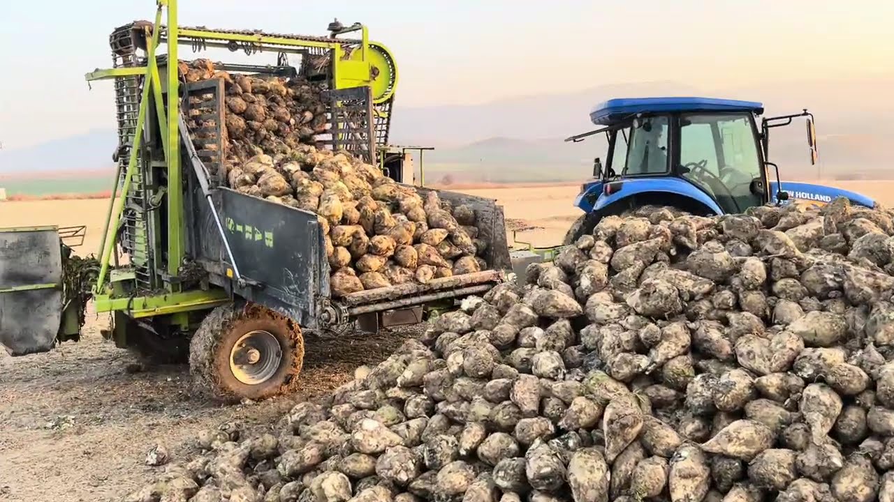 Pancar Hasadı mı, Çamur Festivali mi? (Makina Pes Etti!) NewHolland TD75 Traktör #pancarhasadı