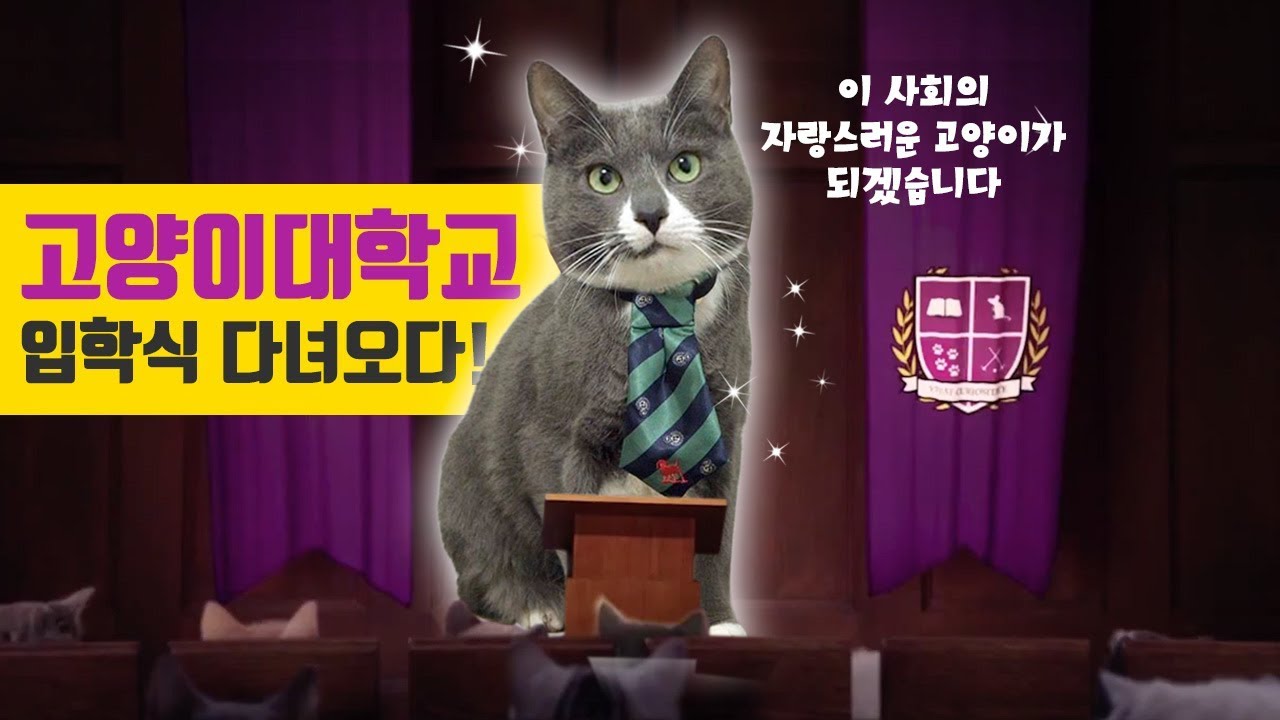 vlog) 위스카스 고양이 대학교 입학식에 다녀왔어요! 6마리 집사 산다라박도 왔어요 꺄