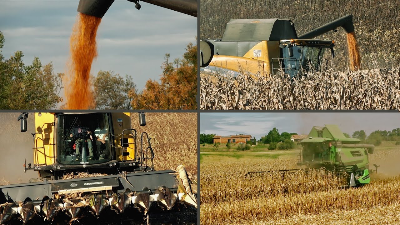 🌽  C’était la moisson du maïs grain autour de Lanta (31) dans la lumière dorée de l’automne 2024