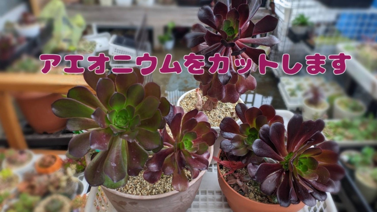 【鹿児島発】暑くなる前にアエオニウムをカットします