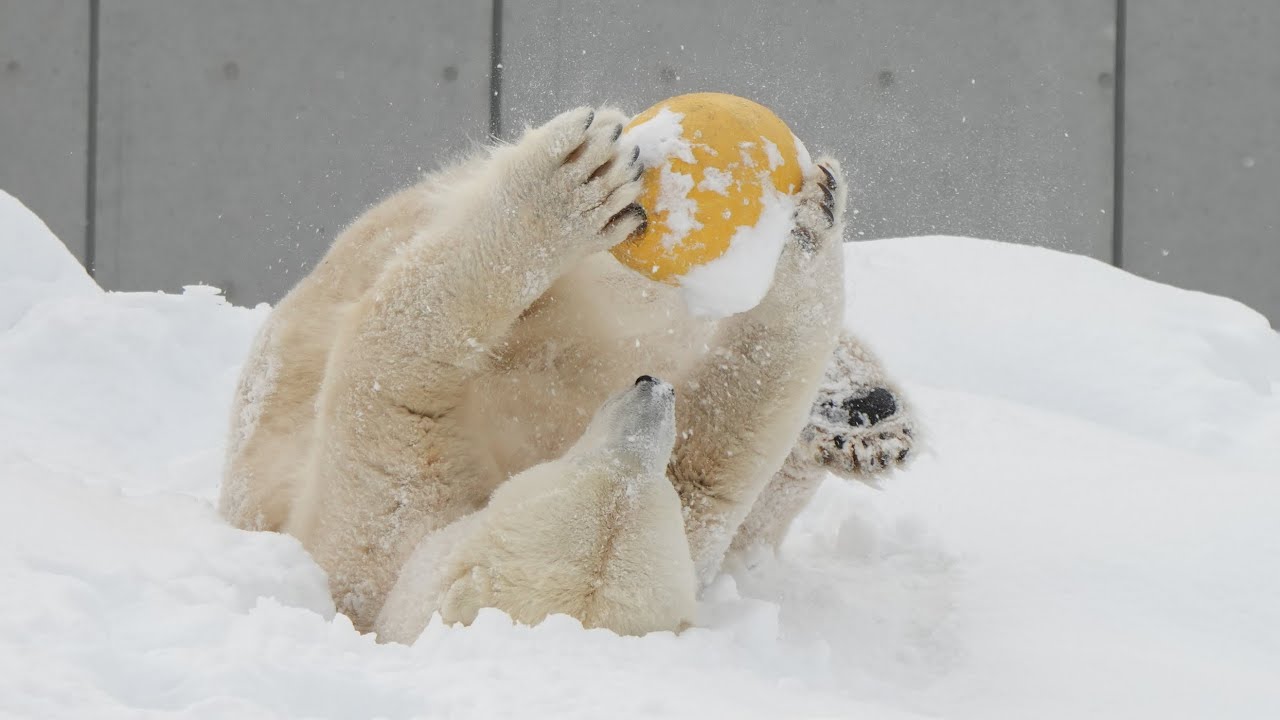 2025 12 17 円山動物園 ライト ララ リラ