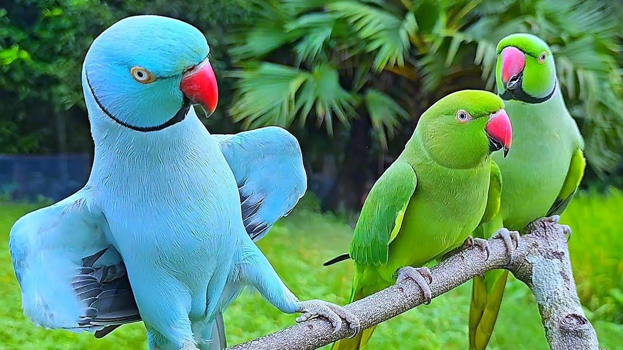 USA viral videos|USA birds Videos|USA colour full parrot video|Ringnek baby parrot ‎⁨@ParrotMedia⁩।