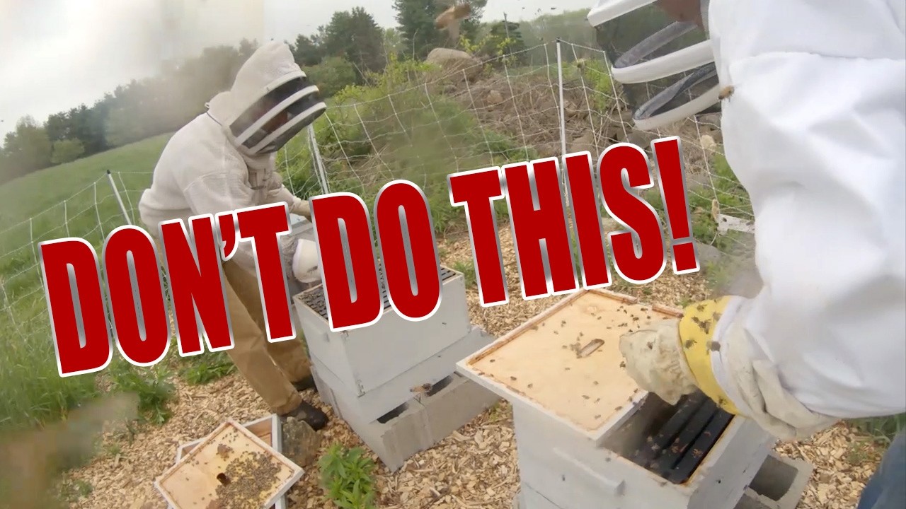 Me attacked by bees - Don't do this!