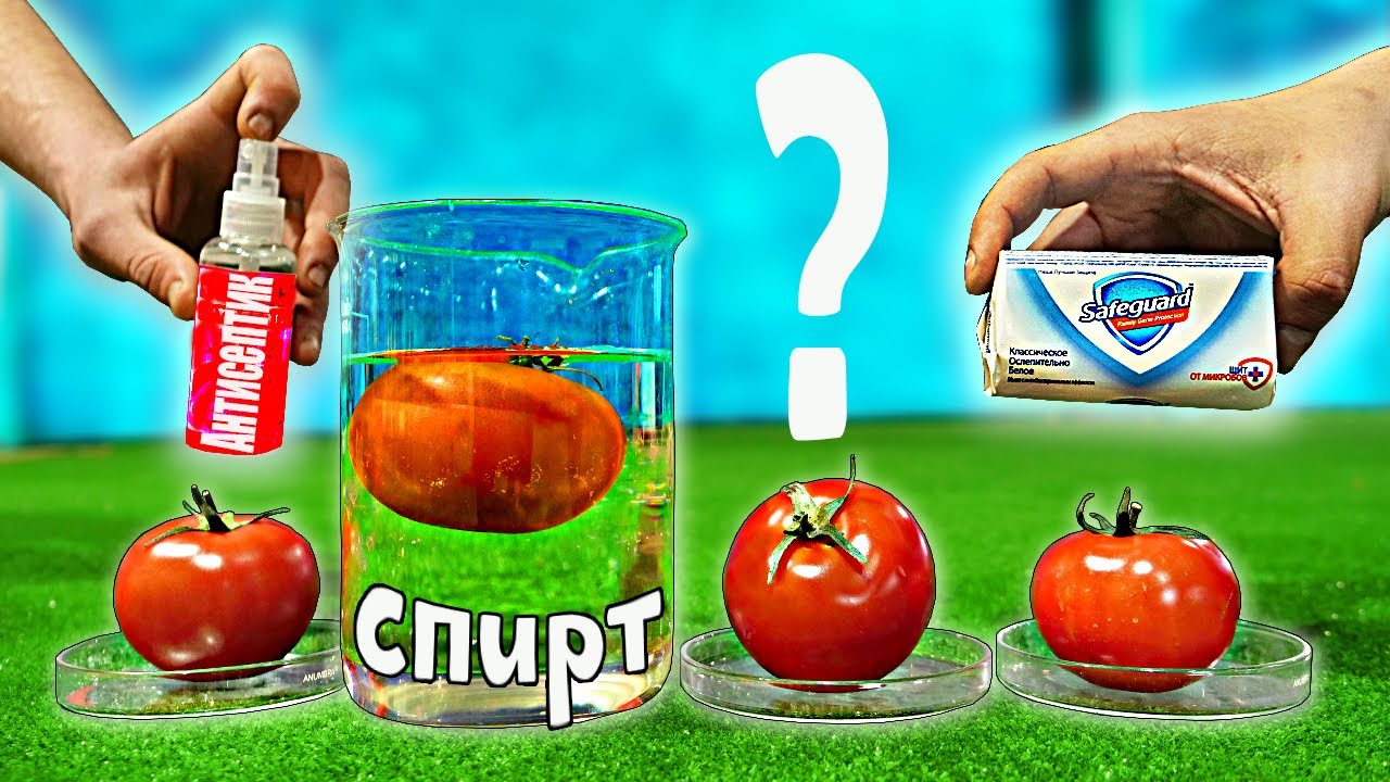 За сколько дней ИСПОРТИТСЯ ПОМИДОР ВЫМЫТЫЙ МЫЛОМ, СПИРТОМ, АНТИСЕПТИКОМ..?