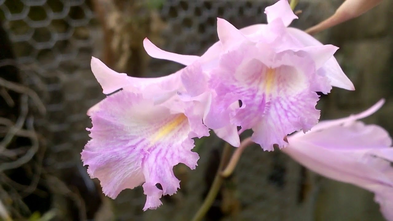 Орхидея на кокосе. #природная_орхидея_Броутония. #Broughtonia_Domingensis_orchid #Доминикана