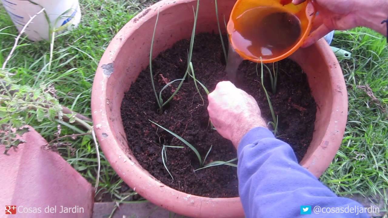 Cómo cultivar Puerros en maceta - Parte 2 Transplante Riego y cuidados @cosasdeljardin