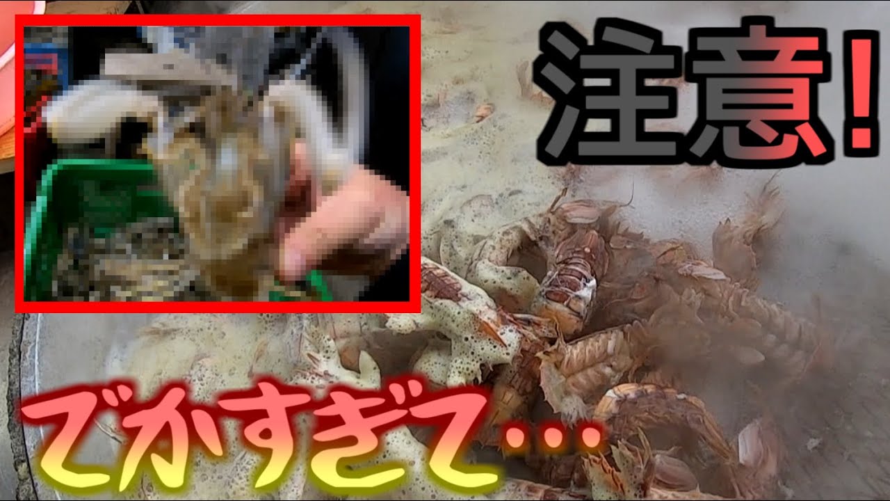 【小樽】シャコ漁師さんに突撃してみた！どうやってシャコ漁をしているの？【番屋】【シャコ】