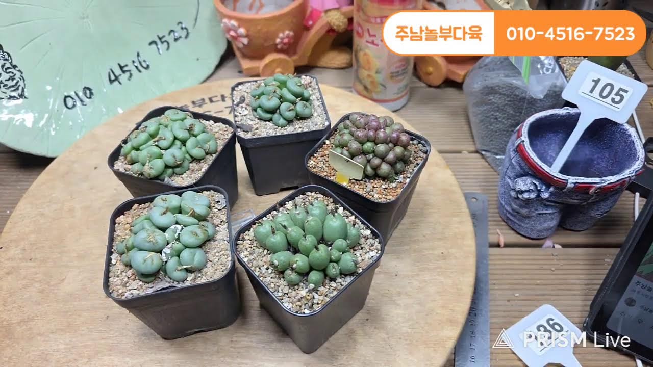 주남놀부다육 라이브 방송 !