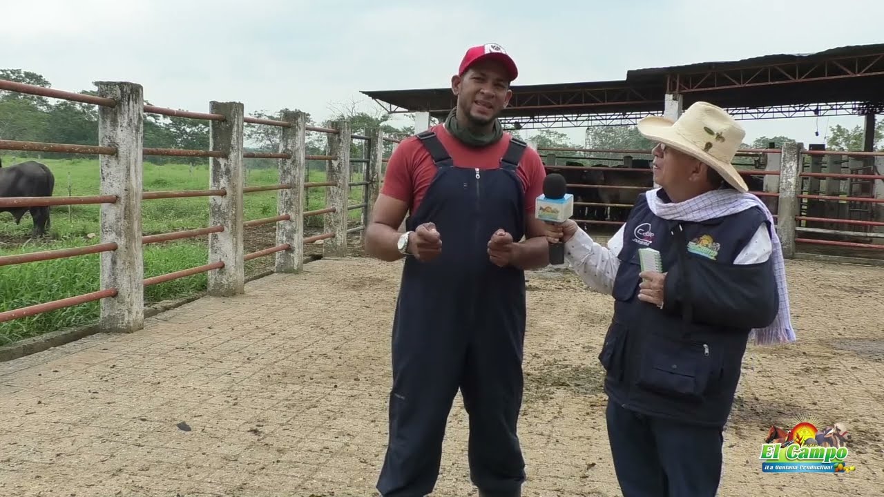Reproduccion de precision bovina