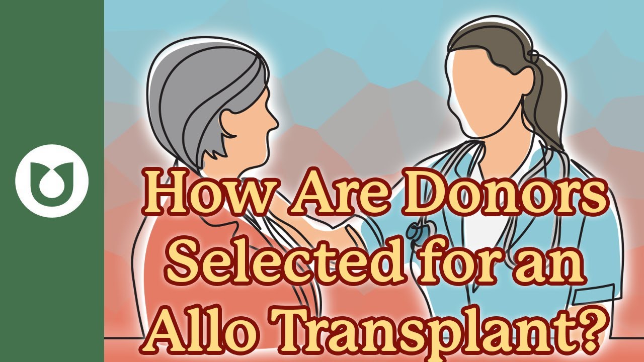 How are donors chosen for an allogeneic stem cell transplant? #allo
