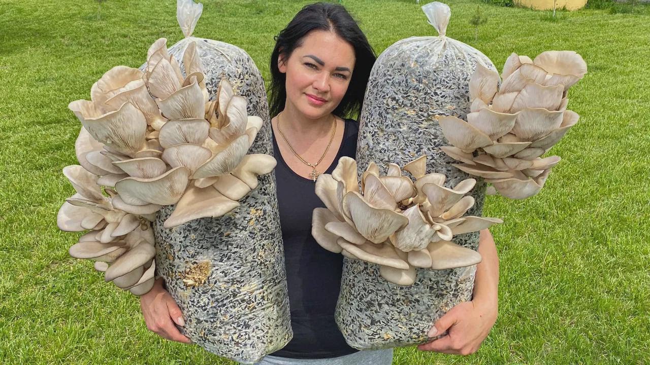 Ich züchte Pilze im Keller und grille mega leckere Fleischröllchen