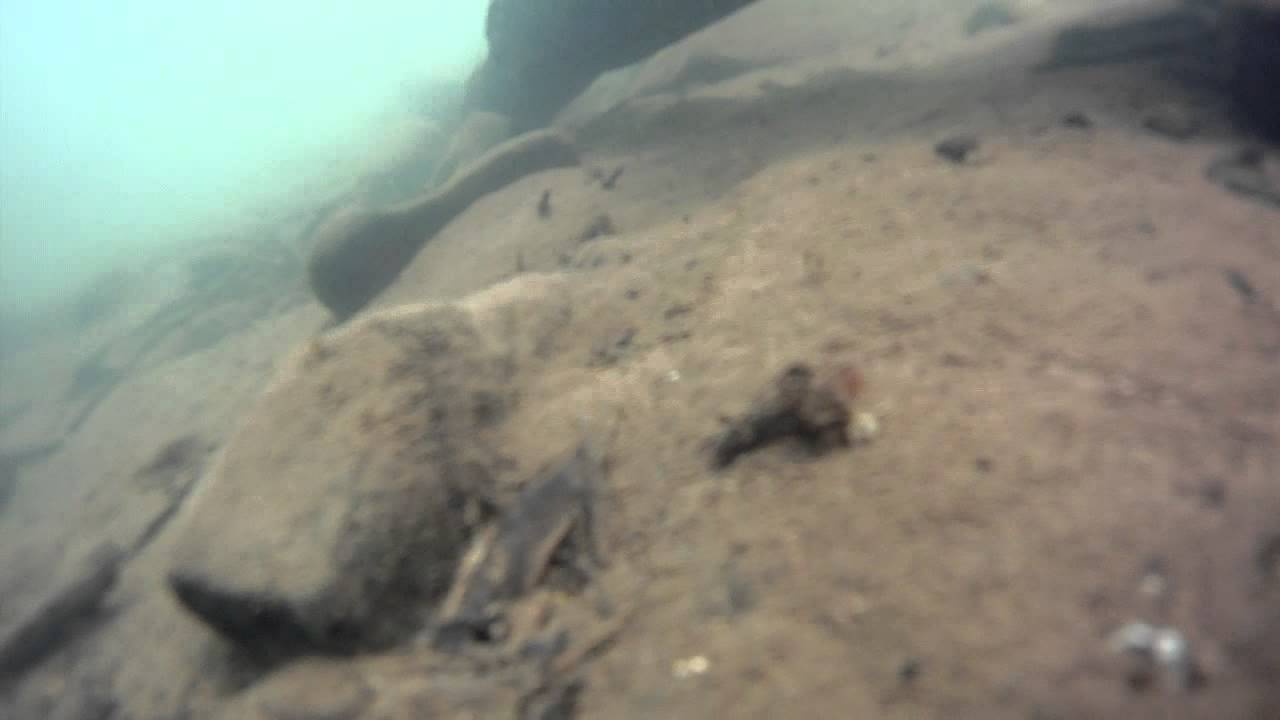 AWESOME ClOSE-UP Underwater footage of Pa river walleyes. W/GoPro Hero.