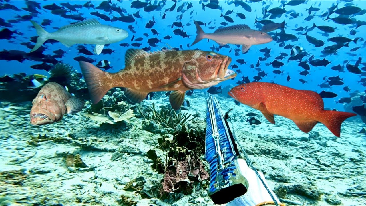 SPEARFISING KERAPU SUNU IKAN MAHAL
