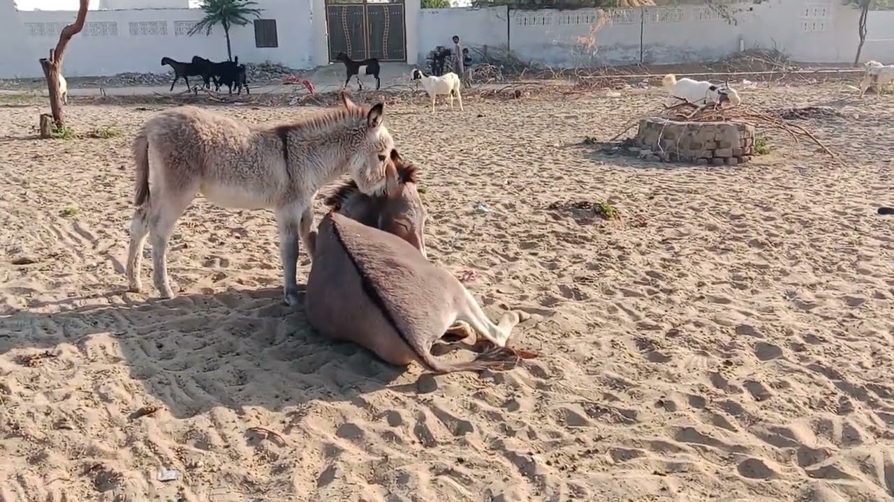 Biggest donkey feeding the little donkey kid in my village 