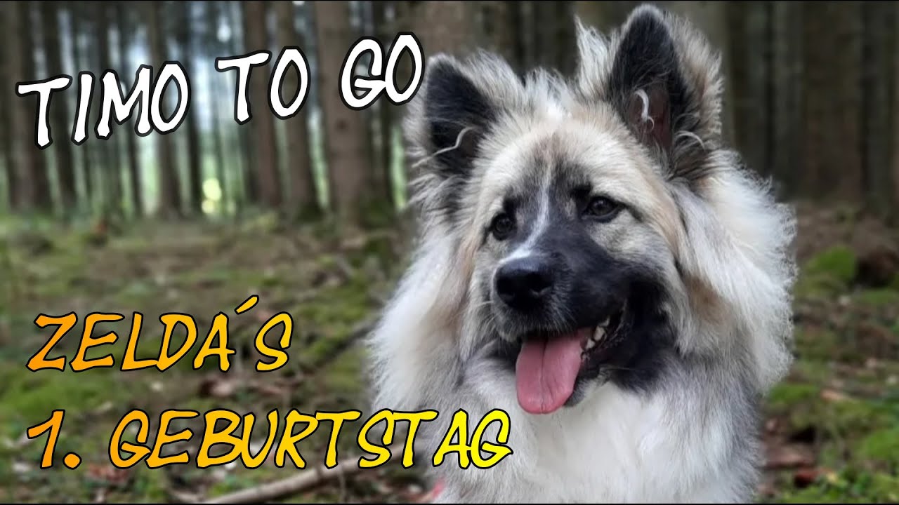 Zelda´s erster Geburtstag // zelda_the_elo