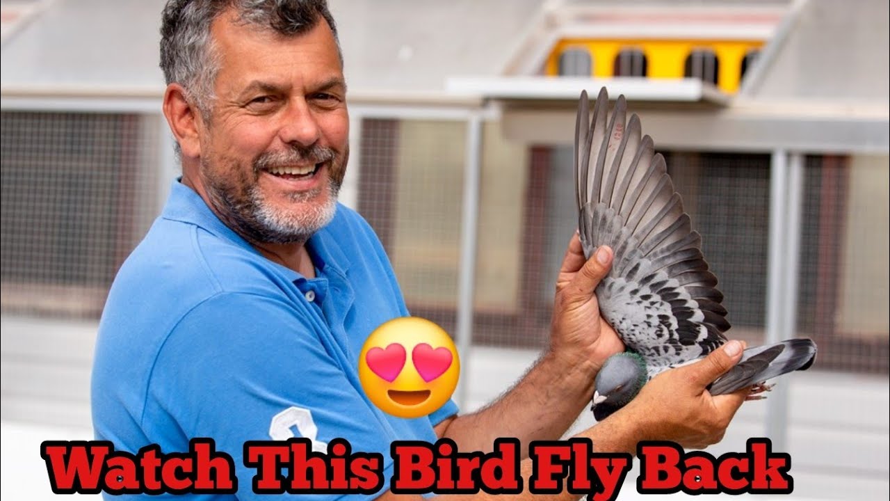 Racing Pigeon Returns from Race with Mark Gilbert 🇬🇧 | UK Pigeon Racing Highlights