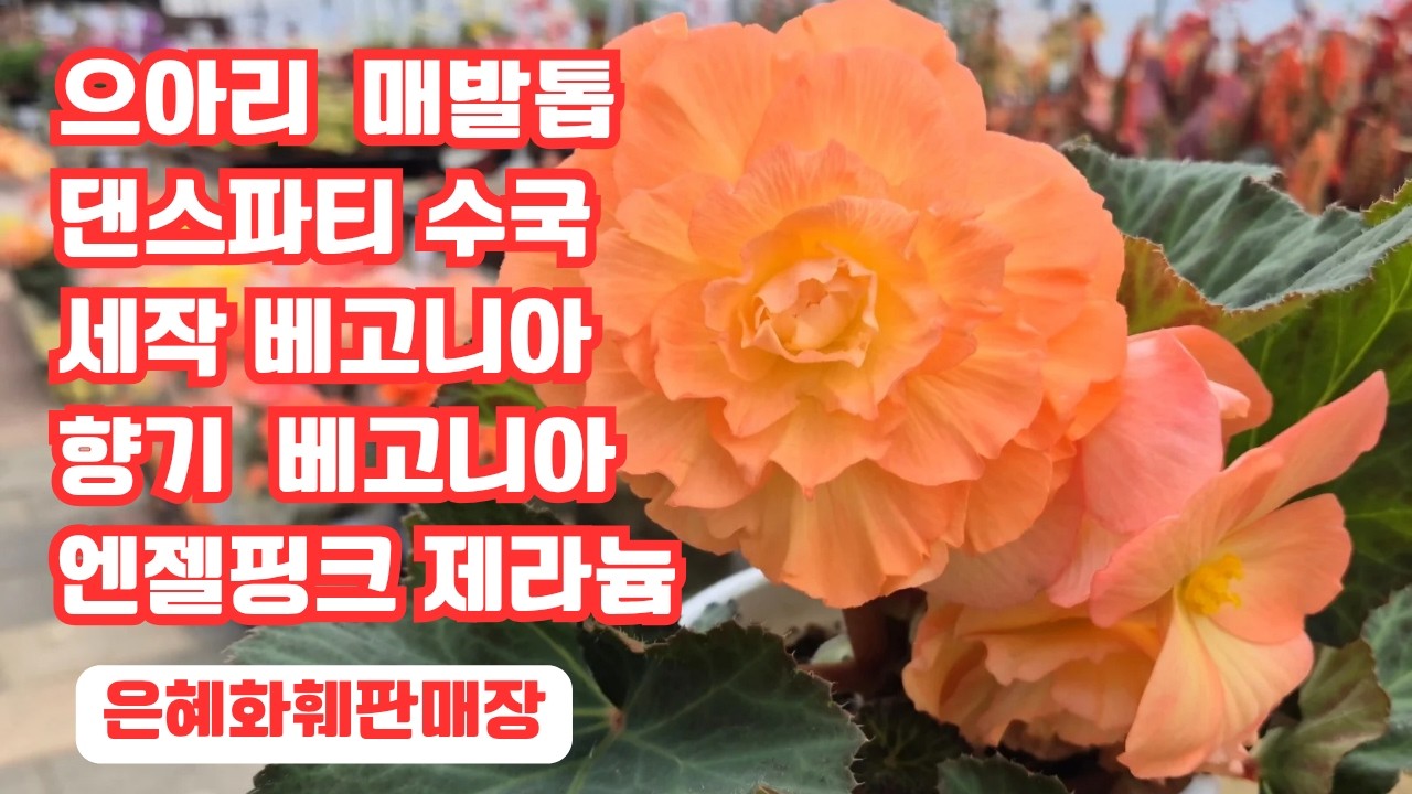 은혜화훼판매장 🌳전화주문☎ 010 2651 4421#으아리 매발톱 루비포트,로즈바로우#세작베고니아#향기베고니아#댄스파티수국,청수국,패더수국#일본팬지비올라#리갈 아리스토퍼플 제라늄🌳