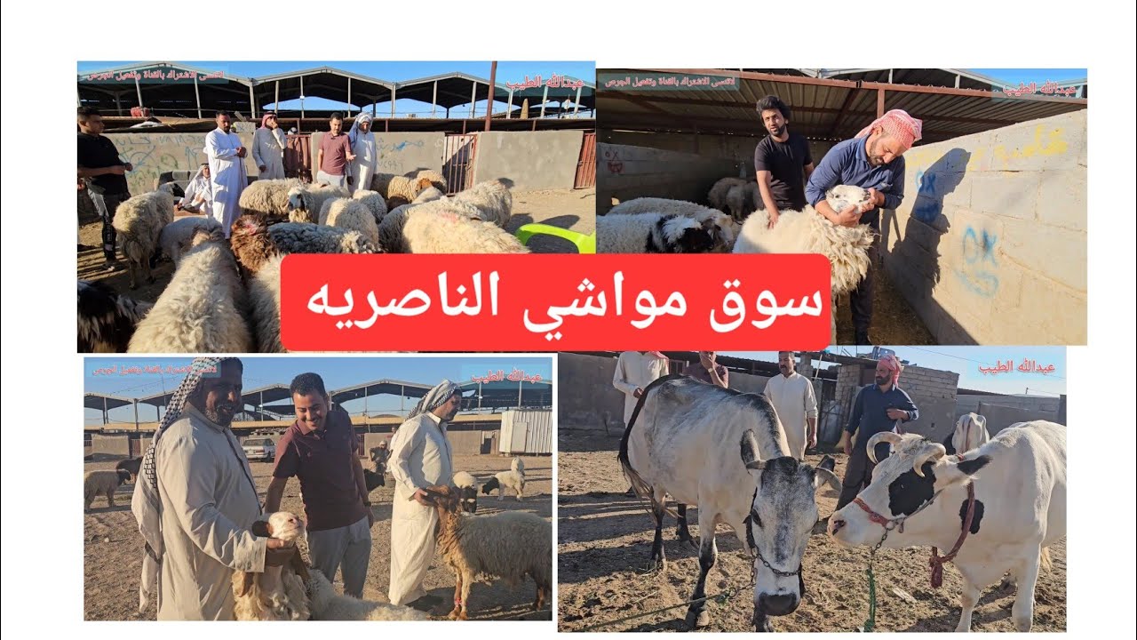 سوق مواشي الناصريه 2024/10/5#ذي_قار #سوق_الشيوخ #الناصريه