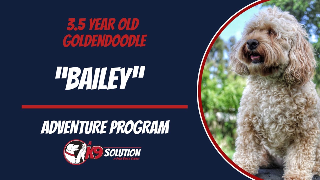 🐶Dog Trainers/Training of South Florida and Arizona /3.5 Y/O Goldendoodle 