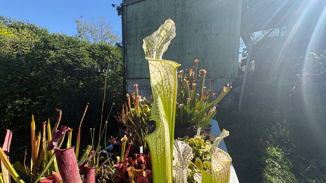 October 2025 complete plant tour ( message at the end)