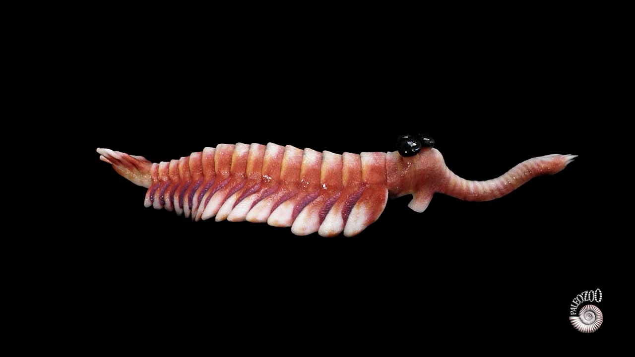 Opabinia regalis