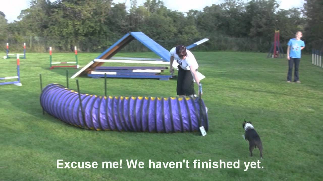 Boston Terrier Agility Training Video - Cooper