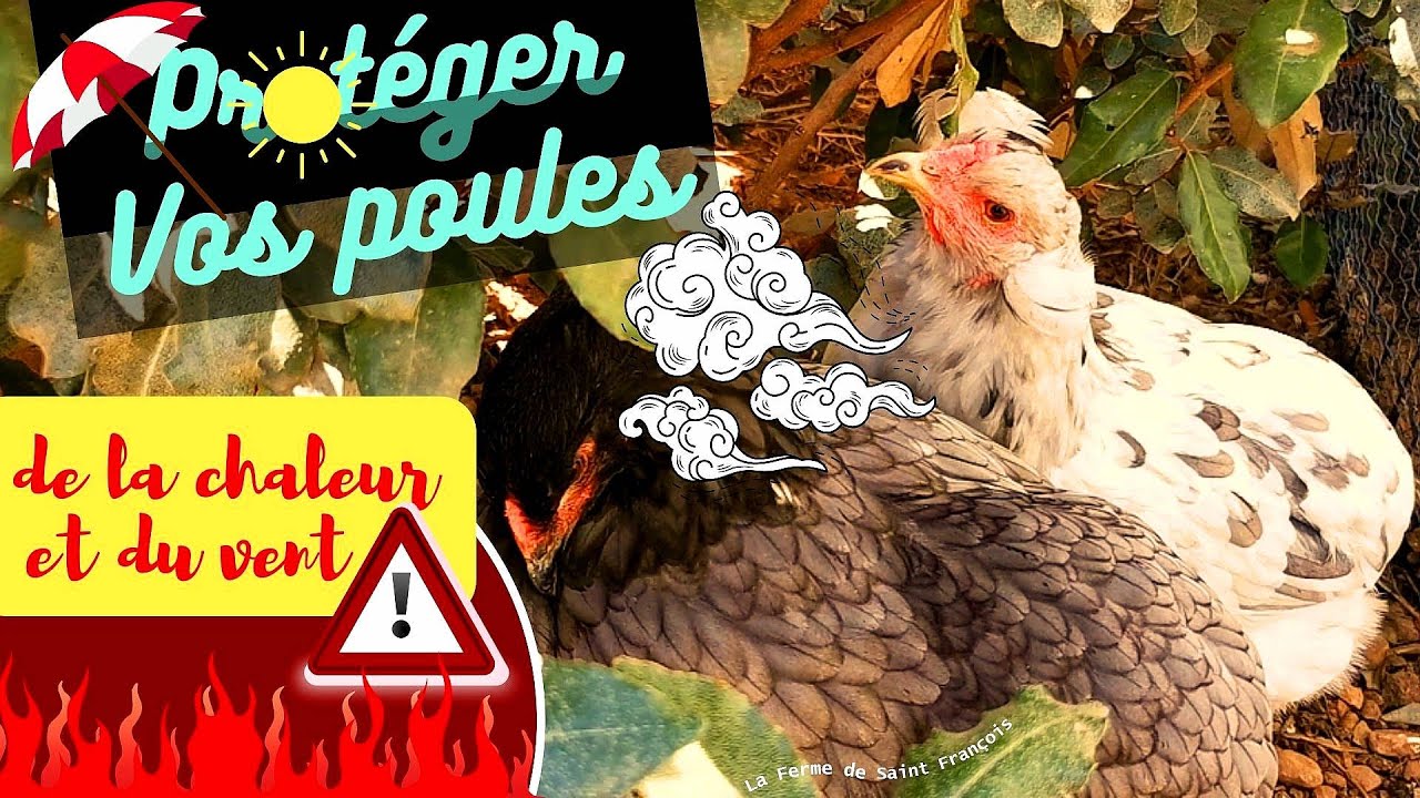 Protéger les Poules de la Chaleur et du Vent, S'Adapter si l'on n'a pas de Bâtiment à leur Fournir