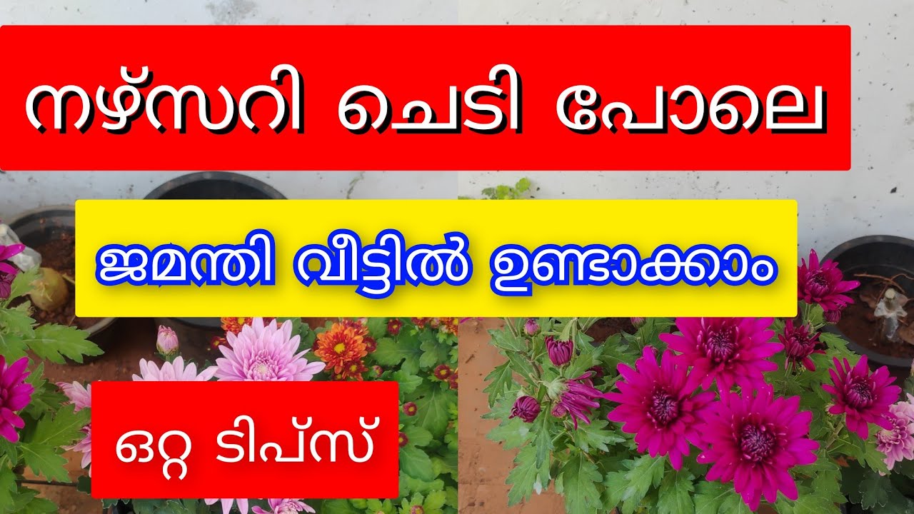 ജാമന്തി പൂക്കളുടെ ലോകം | All Types of Jamantipokkal | Evergreen Garden Video