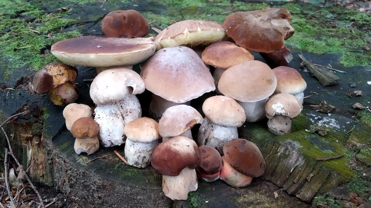 CUDOWNE BOROWIKI !!! 🍄takich pięknych się nie spodziewałem ! 🌲grzyby 2024 prawdziwki MUSHROOMS HOUBY