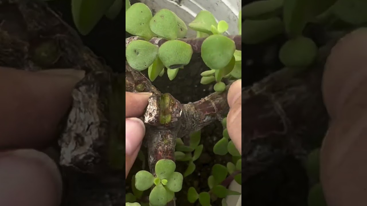 Injerto de Portulacaria paso a paso !! No sé si se pueda o que pueda pasar pero vamos a intentarlo 