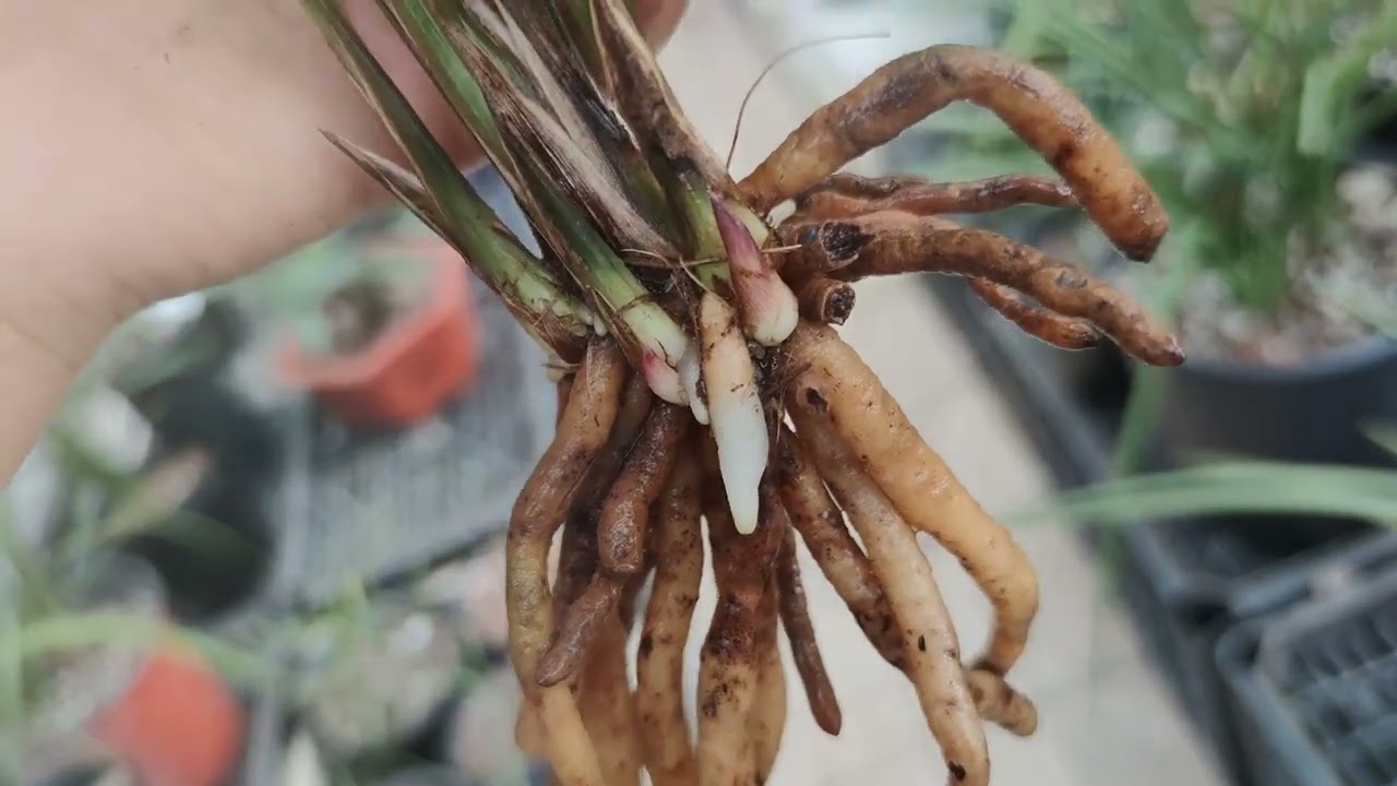 大家都喜欢前龙苗，阿艳拿这颗莲瓣兰展示给兰友们看看，都爆芽啦