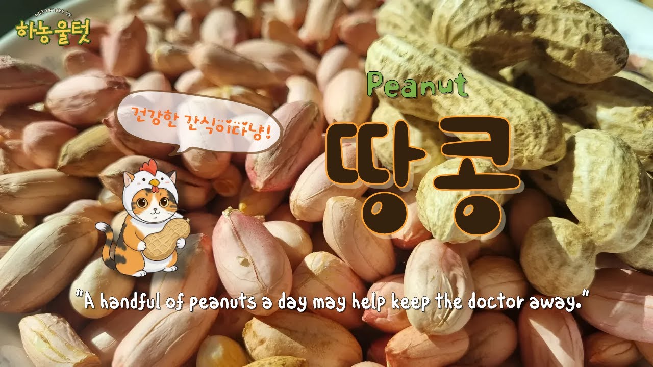 콩 심은 데 🫘콩 나고 땅콩 심은 데 🥜땅콩 난다! #땅콩 #도시농부 #캣꼬 #하농울텃