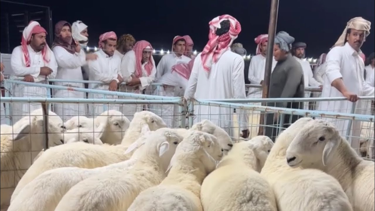 تغطيه سوق حراضه الرسمي شرق الطايف بعد صلاه التروايح الاثنين ١٤٤٧/٩/٢٧هـ