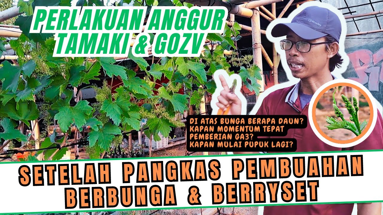 AWAS JANGAN SALAH! PERLAKUAN SETELAH PANGKAS PEMBUAHAN POHON ANGGUR DAN SAAT BERBUNGA SERTA BERRYSET