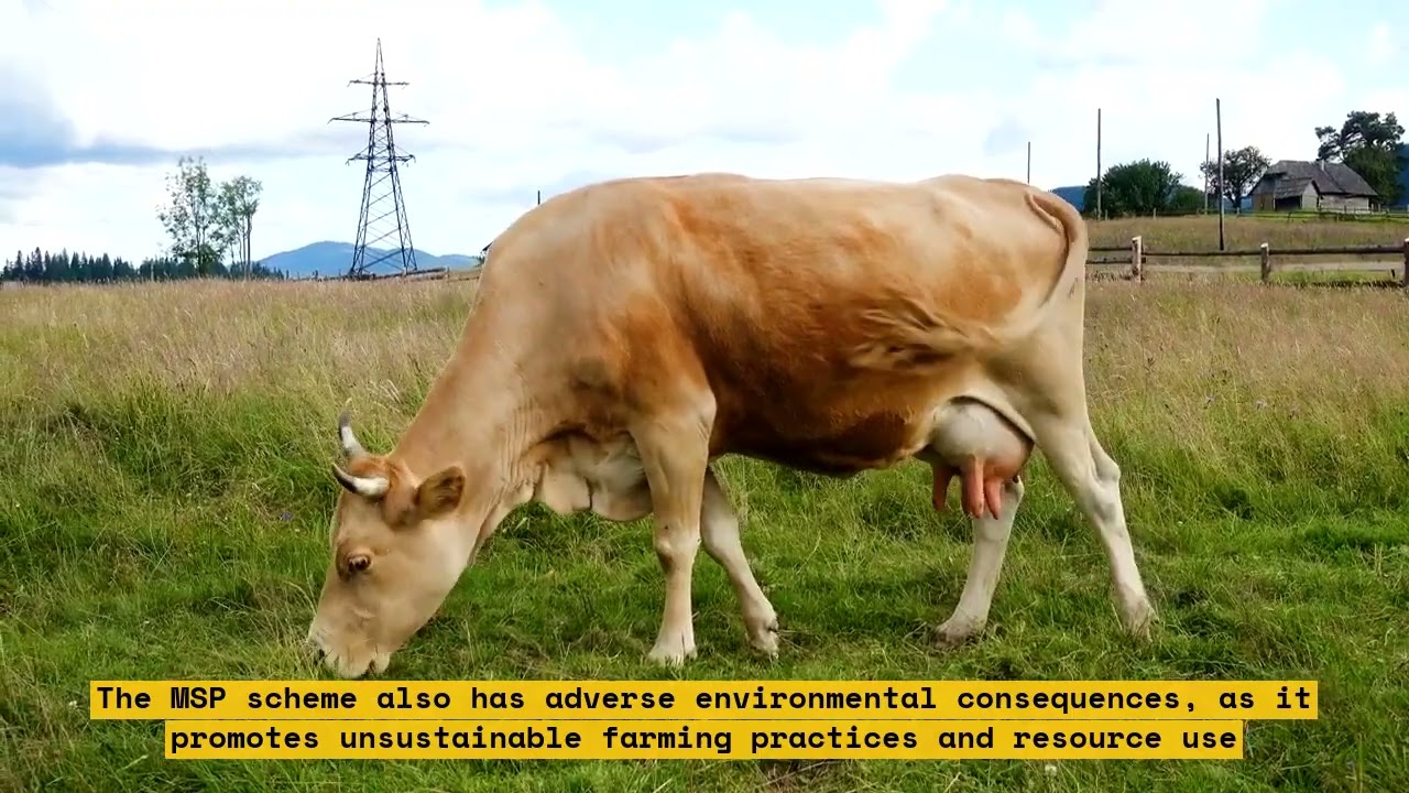 How the Centre's MSP Scheme is Helping Farmers and Boosting Fibre Production